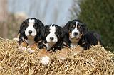 GRAND BOUVIER SUISSE 068